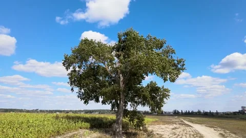 A lonely tree in the middle of a field Stock Footage 160731617