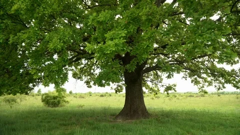 A lonely tree in the middle of a field. Green healthy oak clearly visible Stock Footage 109202835