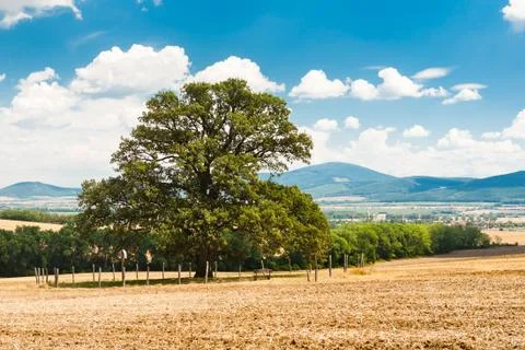 Lonely tree in the middle of the field Stock Photos
