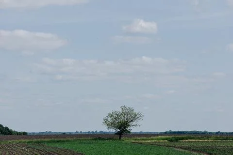 A lonely tree in the middle of a field in spring against a blue sky. Stock Photos