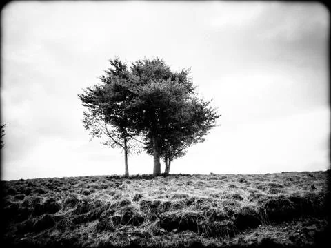 Lonely tree in the middle of mountain meadows Stock Photos
