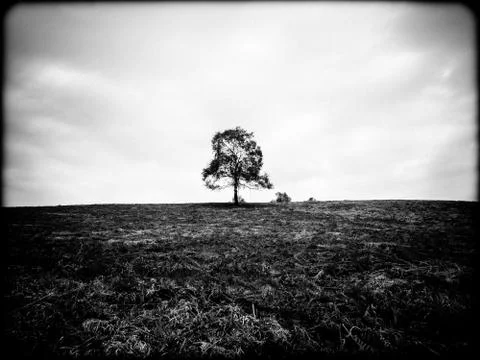 Lonely tree in the middle of mountain meadows Stock Photos