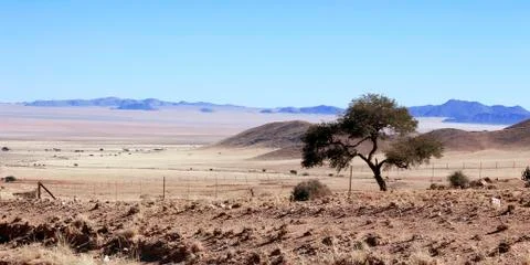Lonely  tree in the middle of nowhere Stock Photos