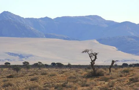 Lonely  tree in the middle of nowhere Stock Photos