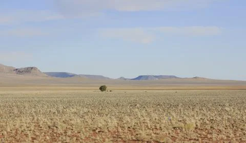 Lonely  tree in the middle of nowhere Stock Photos