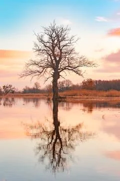 A lonely tree in the middle of the river is reflected in the water late eve.. 写真素材