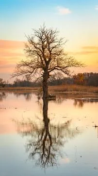A lonely tree in the middle of the river is reflected in the water late eve.. 写真素材