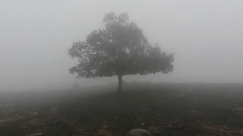 Lonely tree in the mist 2 Stock Footage 98082476