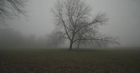 Lonely tree in the mist (Apple ProRes 422 HQ) Stockbeeldmateriaal 171263529