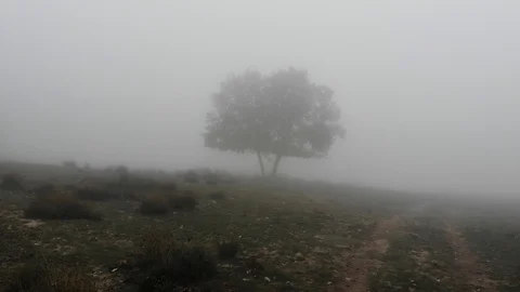 Lonely tree in the mist Stock Footage 98082483