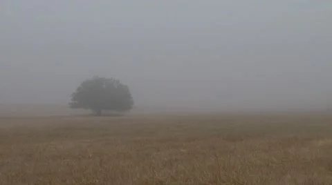 Lonely tree in a misty field Stock Footage 45604036