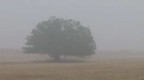 Lonely tree in a misty field  Stock Footage 45604040