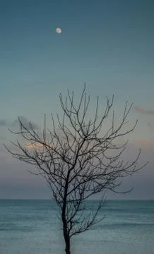 Lonely Tree with Moon Stock Photos