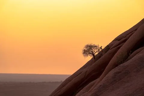 Lonely tree on a mountain during sunset Foto stock