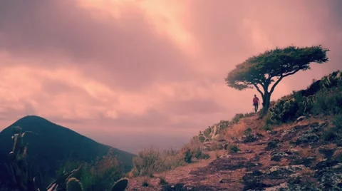 Lonely Tree on Mountain Stock Footage 45335524