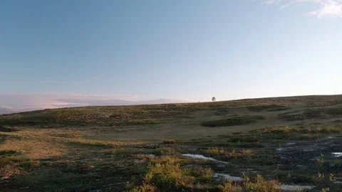 Lonely tree on mountain Stock Footage 77075381