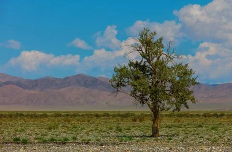 Lonely tree in mountains. Mongolia Stock Photos