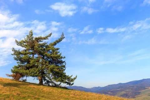 Lonely tree  in the mountains 스톡 사진
