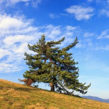 Lonely tree  in the mountains Stock Photos