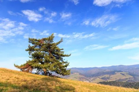 Lonely tree  in the mountains Stock Photos