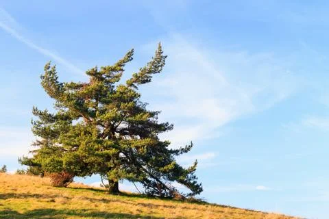 Lonely tree  in the mountains Stock Photos