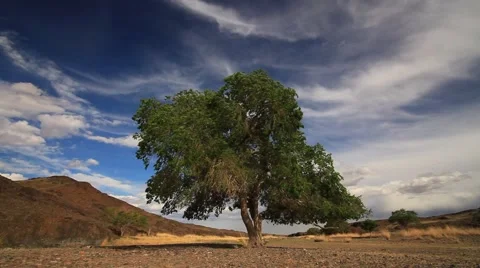 Lonely tree in the mountains at sunset Stock Footage 66255747