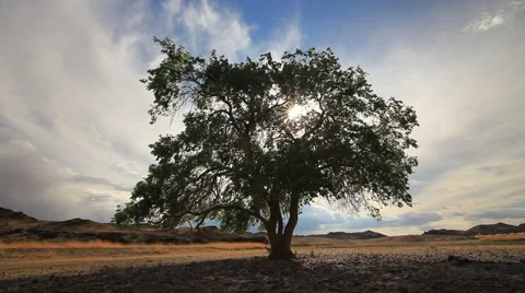 Lonely tree in the mountains at sunset Stock-Footage 66255878