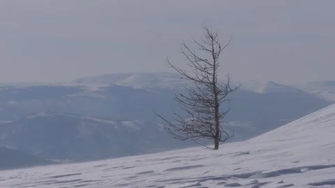 Lonely tree on the mountainside Stock Footage 282741964