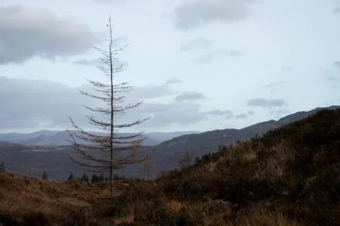A lonely tree in the nature Stock Photos