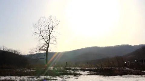 Lonely tree near road Video stock 48407318