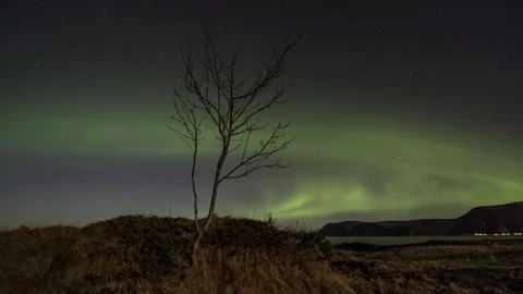 A lonely tree with Northern lights Stock Footage 87767717