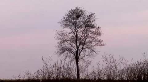 Lonely tree in November Stock Footage 34422958