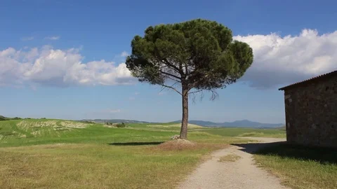 Lonely tree in open countryside during a sunny day Stock Footage 82583280