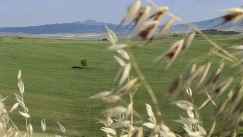 Lonely tree in open countryside during a windy sunny day.Static shot Stock Footage 82584561