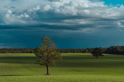 Lonely tree over dramatic sky Stock Photos