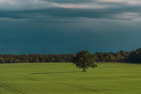 Lonely tree over dramatic sky Stock Photos