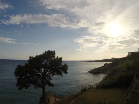 Lonely tree over water Timelapse Stockbeeldmateriaal 61016496