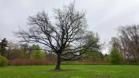 A lonely tree in the park in early spring. Slowmotion Stock Footage 337784222