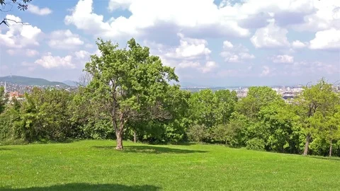 Lonely Tree in the Park. Stock-Footage 77490806