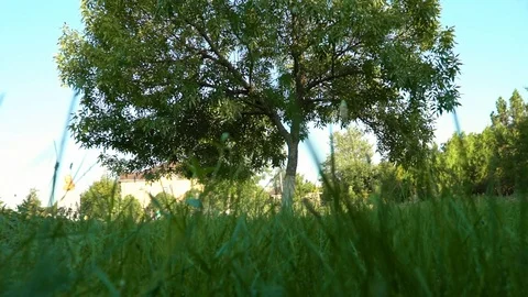 Lonely tree in the park on a summer day Stock Footage 100448380