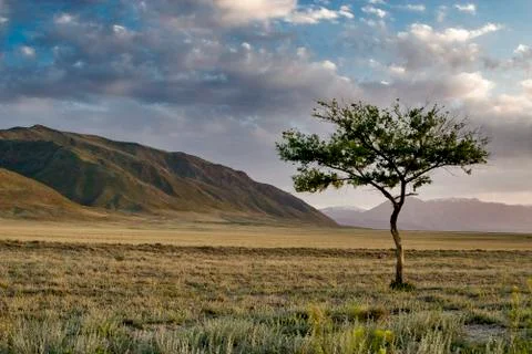 Lonely tree Photos