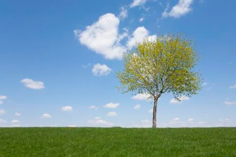 Lonely Tree Stock Photos