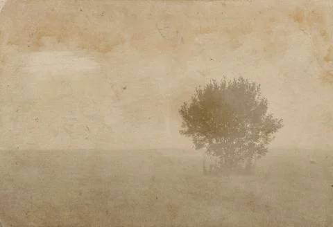 Lonely tree Stock Photos