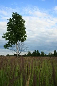 Lonely tree Foto stock