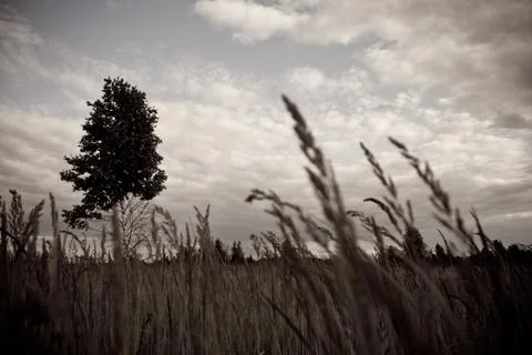 Lonely tree Stock Photos