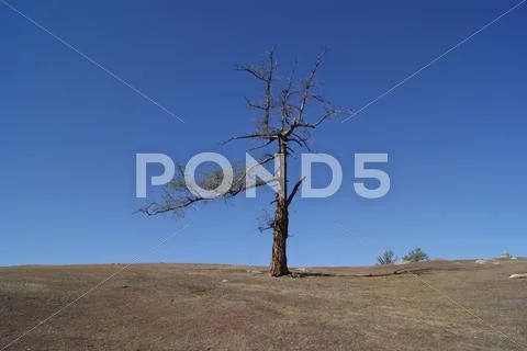 Lonely Tree Stock Photos
