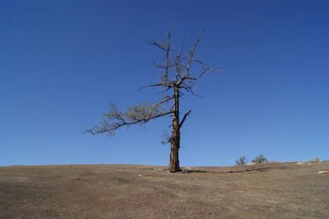 Lonely Tree Stock Photos
