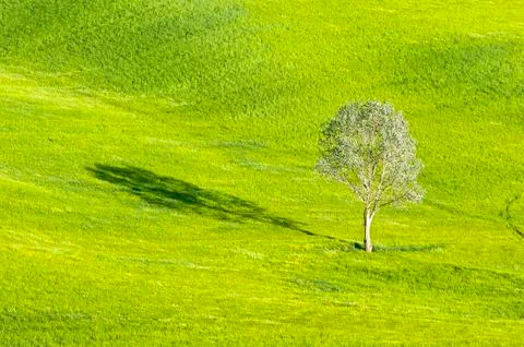 Lonely tree Stock Photos