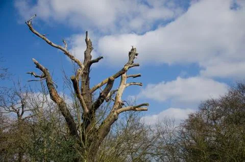 Lonely Tree Stock Photos