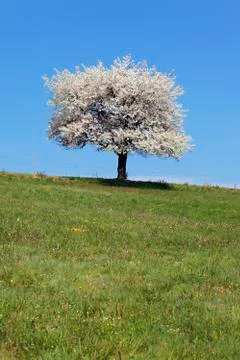 Lonely tree Stock Photos